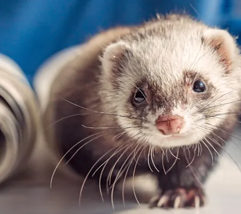 Ferret on a table with blue in the background Ferret on a table with blue in the background