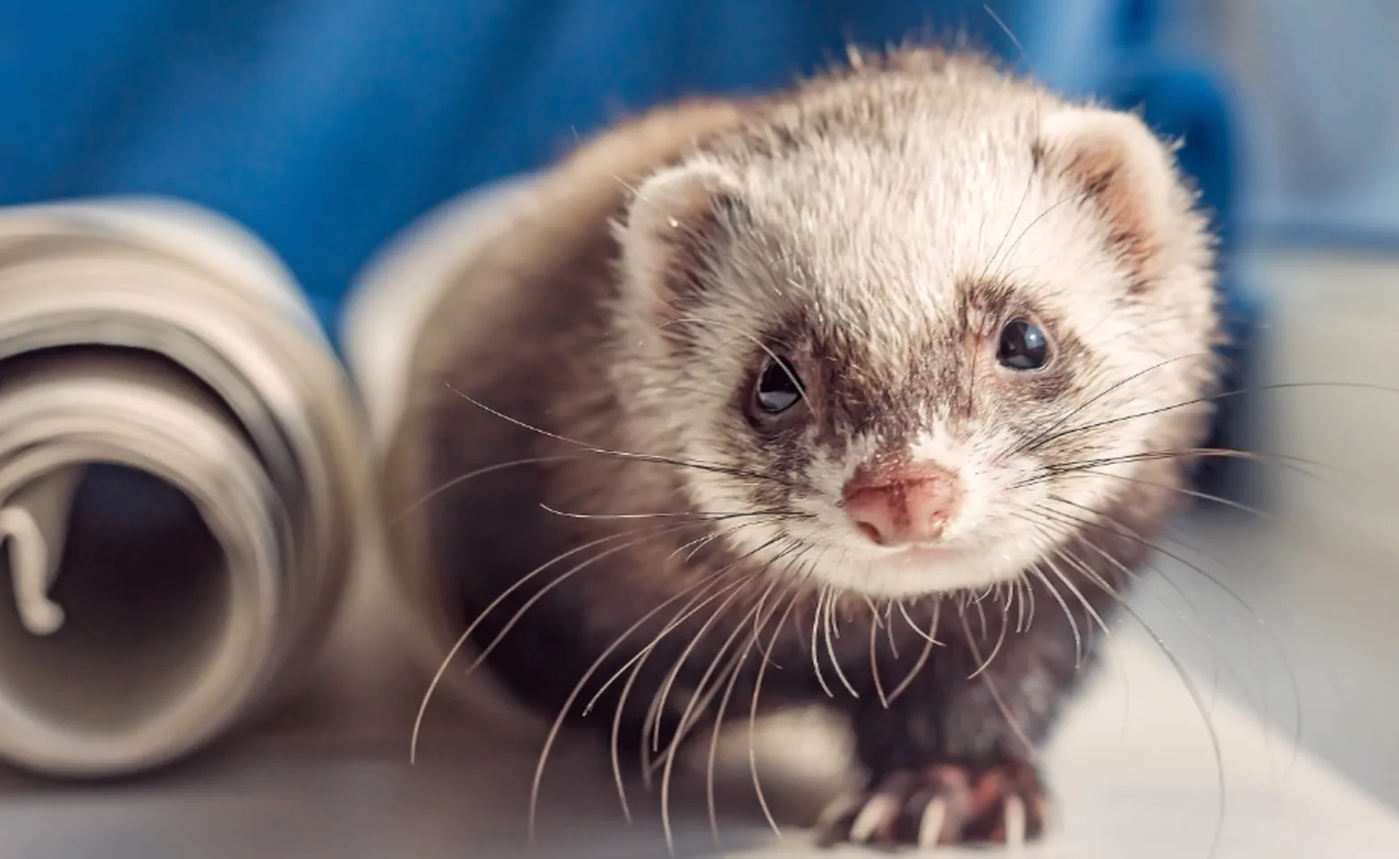 Ferret on a table with blue in the background Ferret on a table with blue in the background