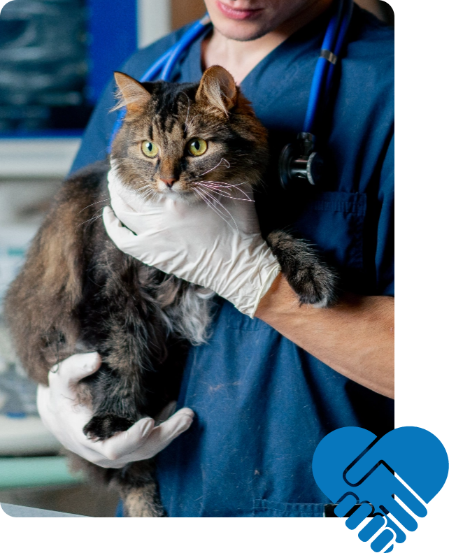 Cat being held by a vet