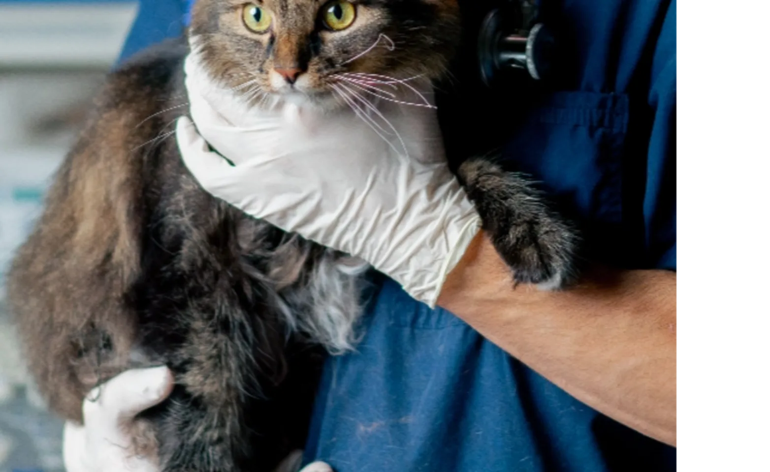 Cat being held by a vet Cat being held by a vet