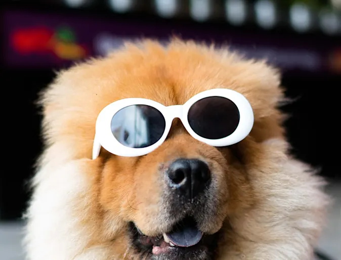 Dog with Sunglasses Dog with Sunglasses