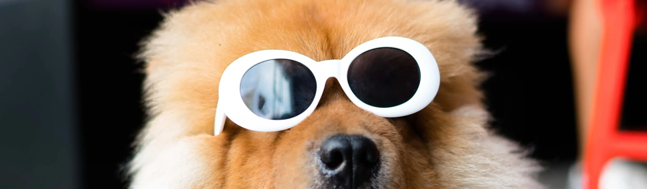 Dog with Sunglasses