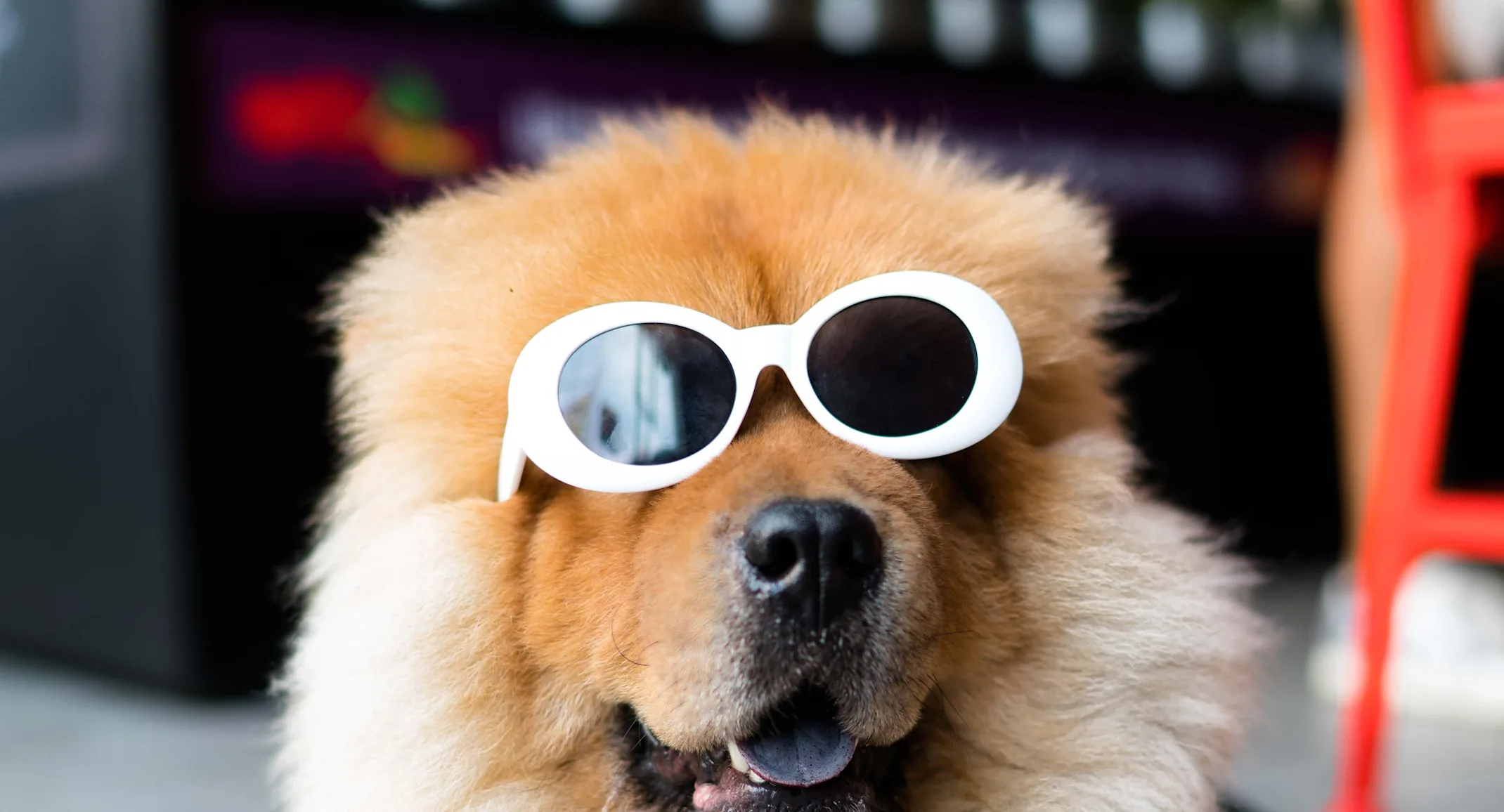 Dog with Sunglasses Dog with Sunglasses