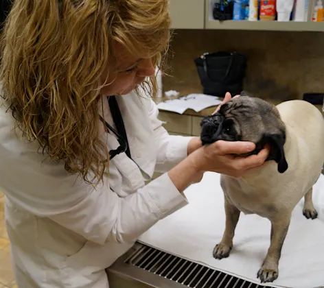 Veterinarian examining a dog Veterinarian examining a dog