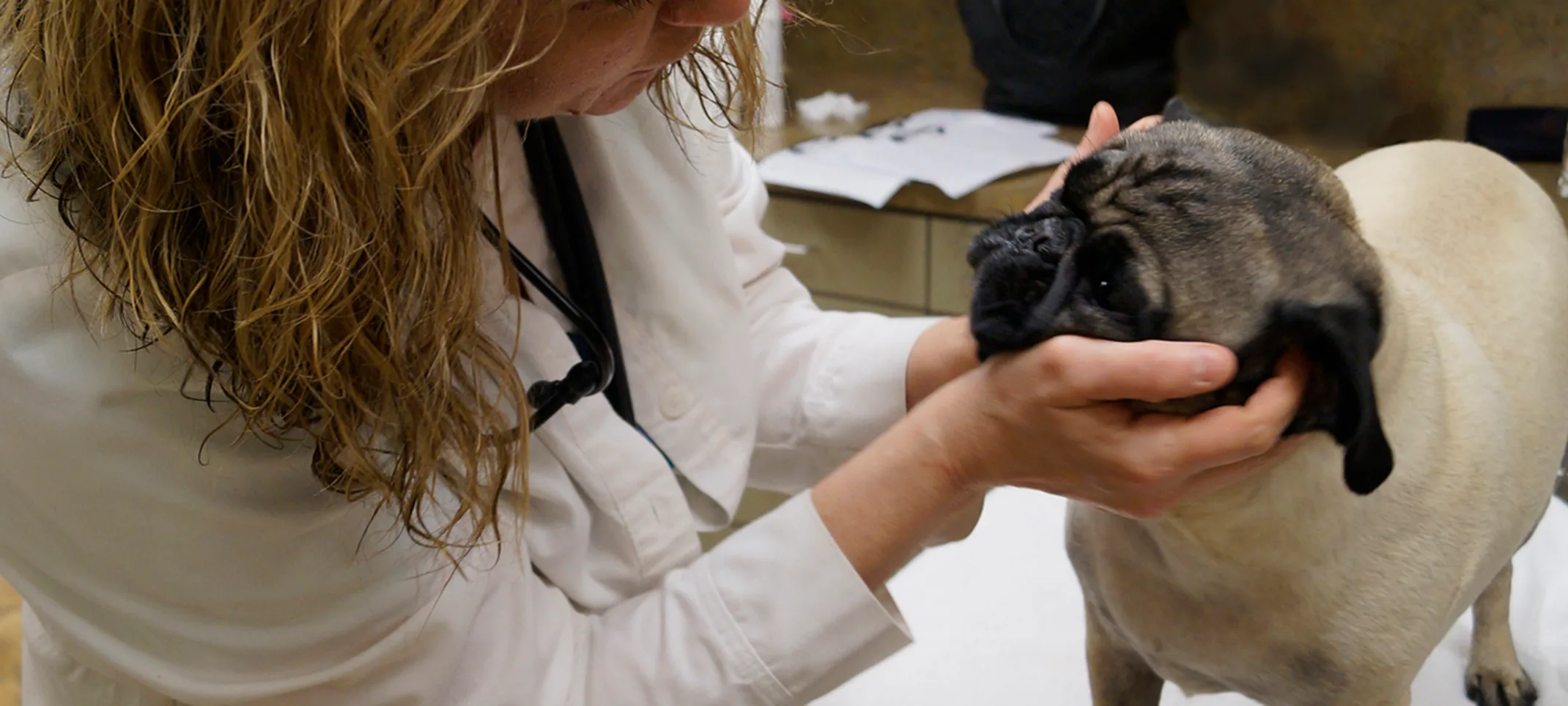 Veterinarian examining a dog Veterinarian examining a dog