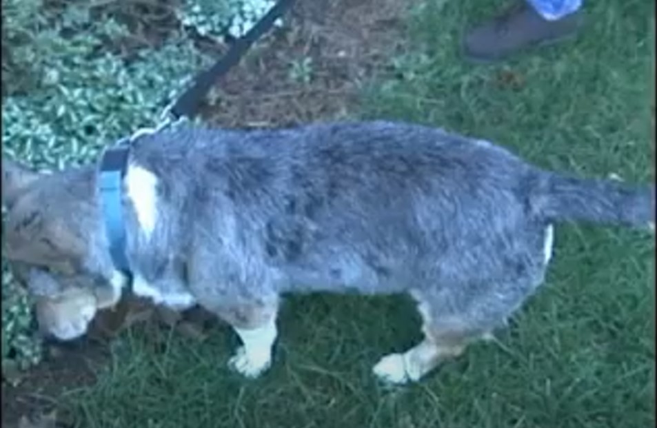 A person collecting a urine specimen from a male dog