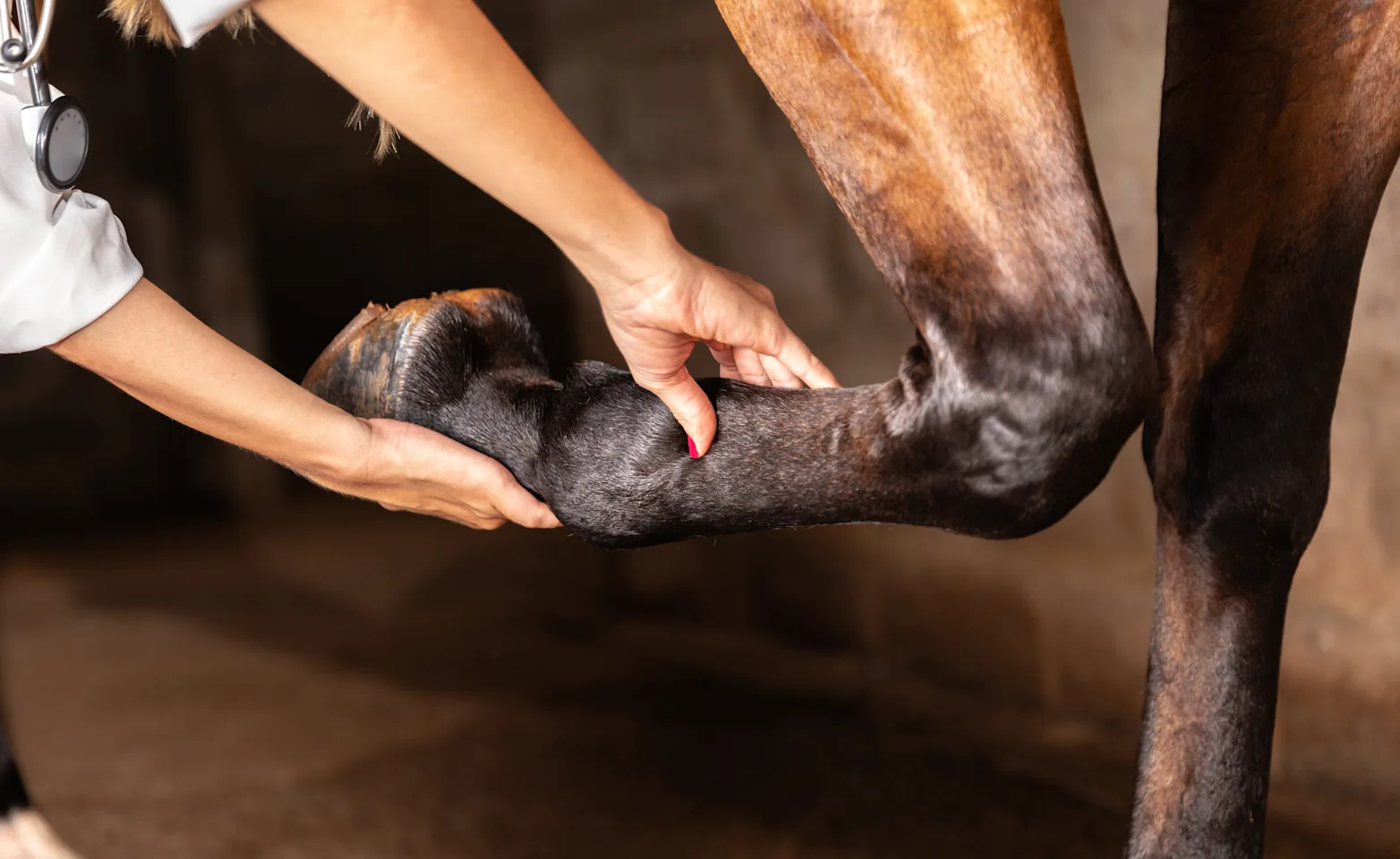 Veterinarian helping horse with lameness Veterinarian helping horse with lameness