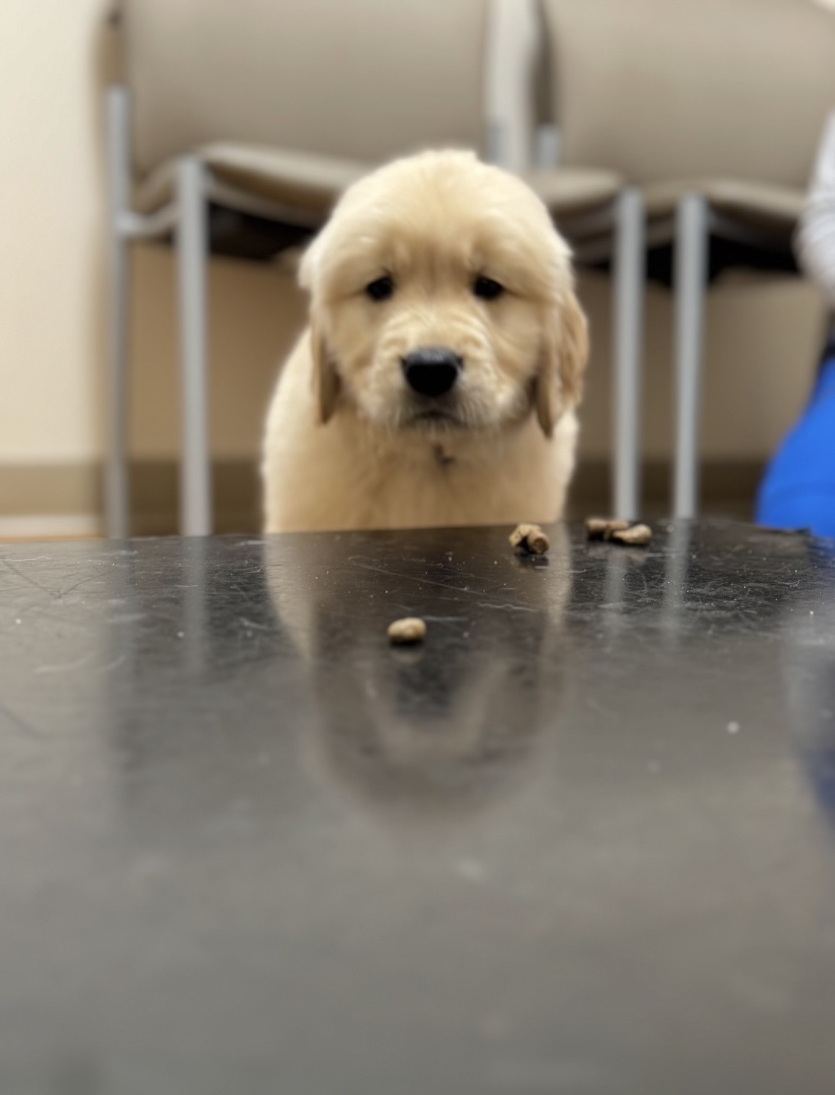 Golden labrador puppy