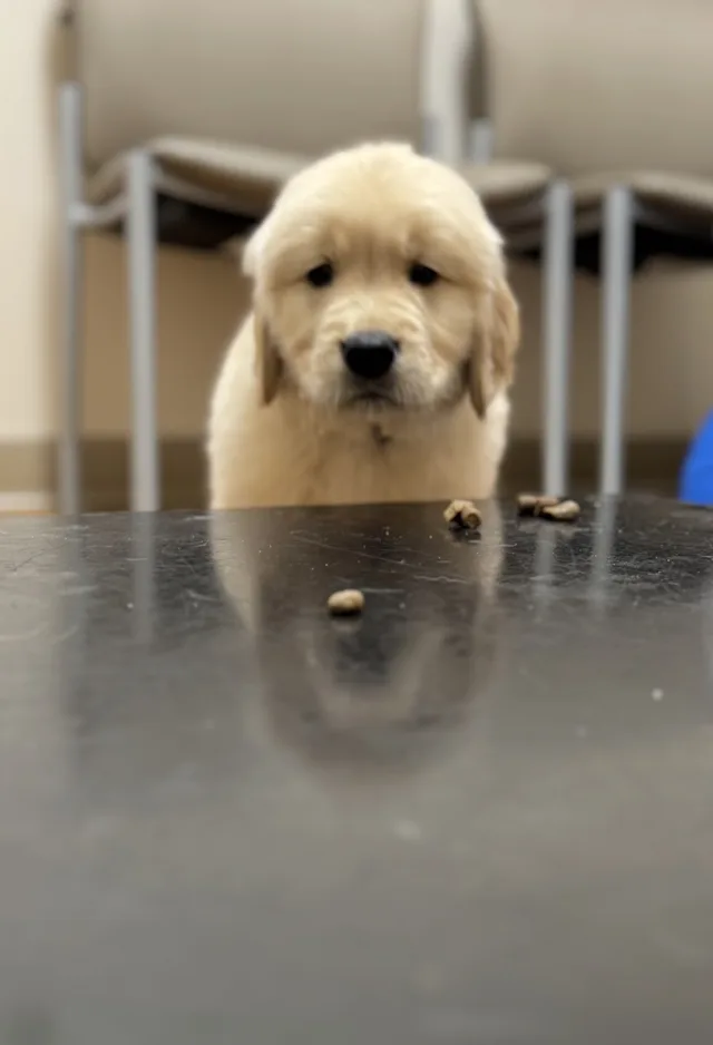 Golden labrador puppy Golden labrador puppy