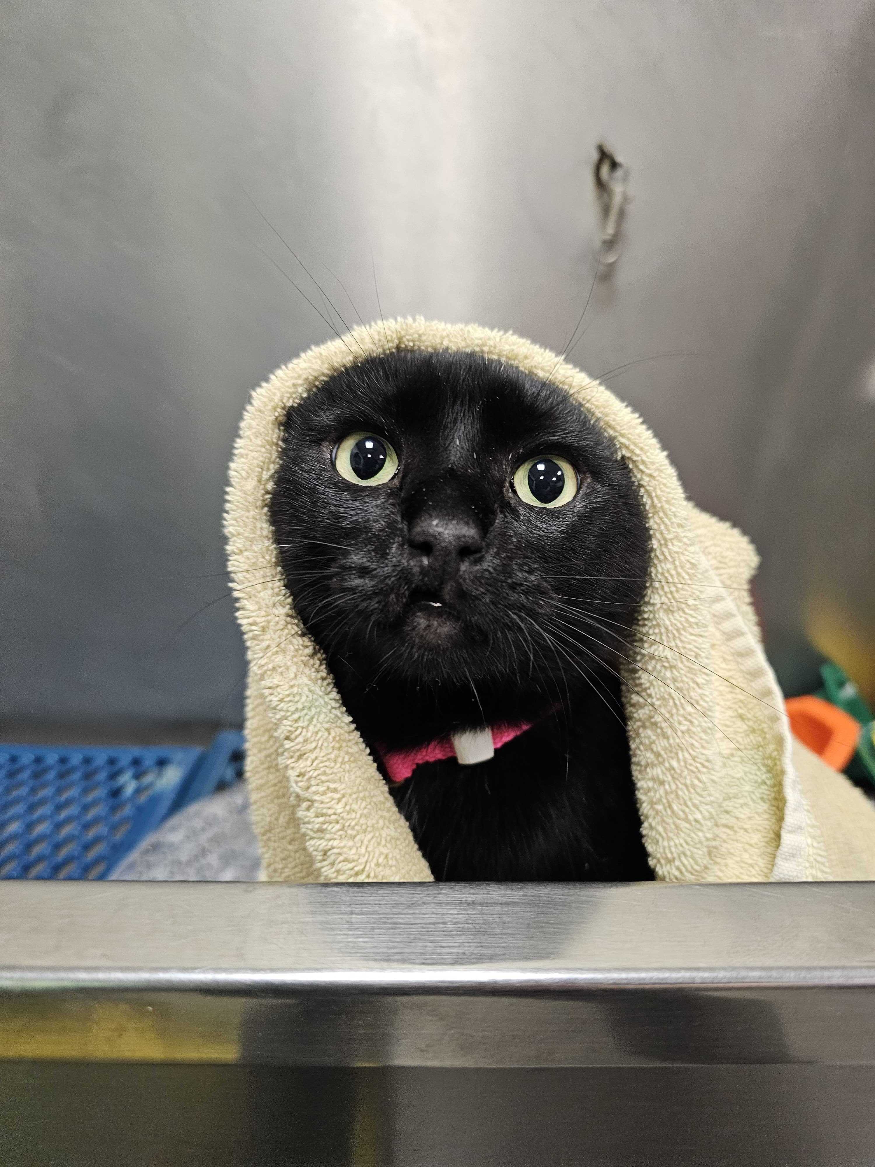 Black Cat Wearing Yellow Towel