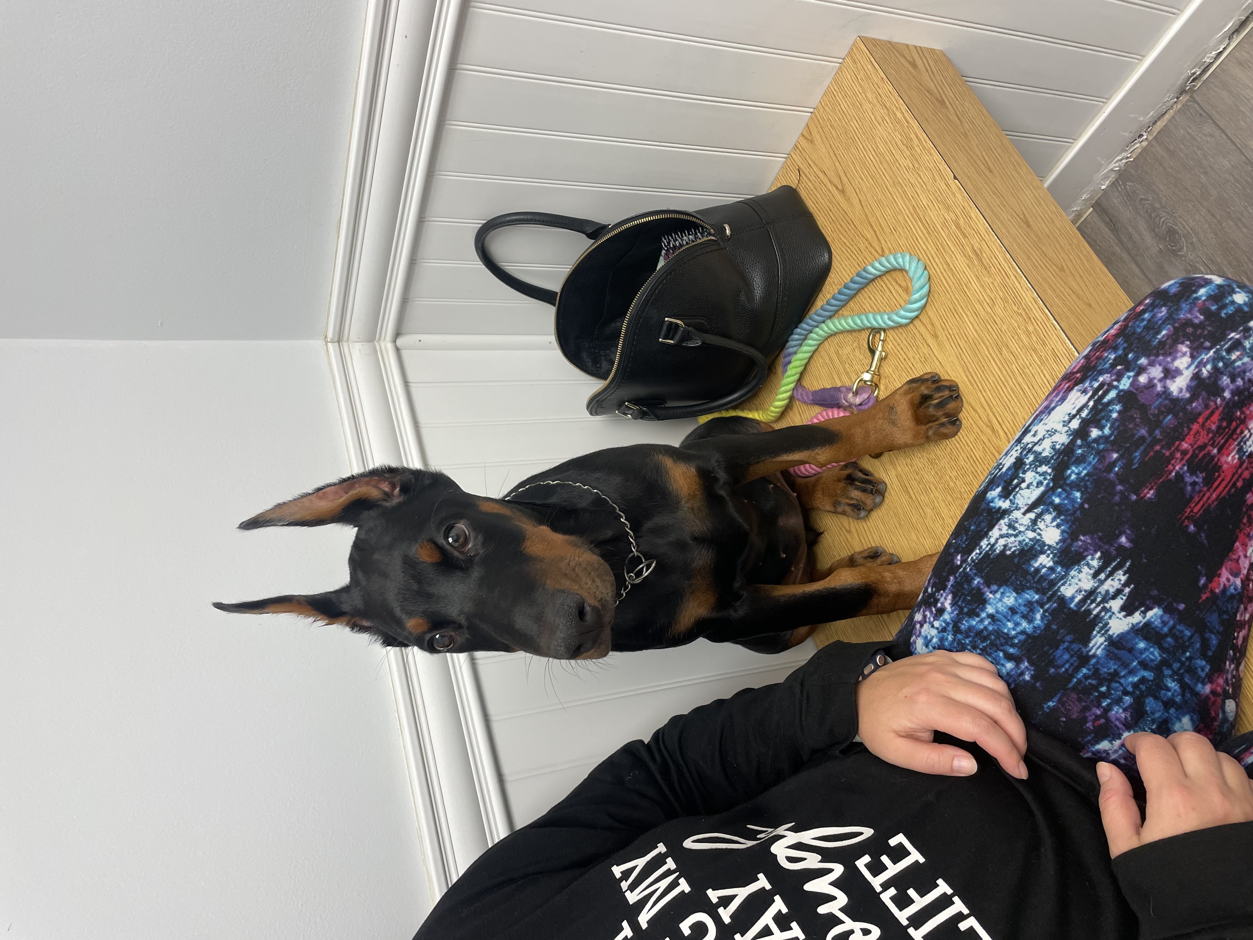 Dog Sitting on Bench at Ferry Farm Animal Clinic