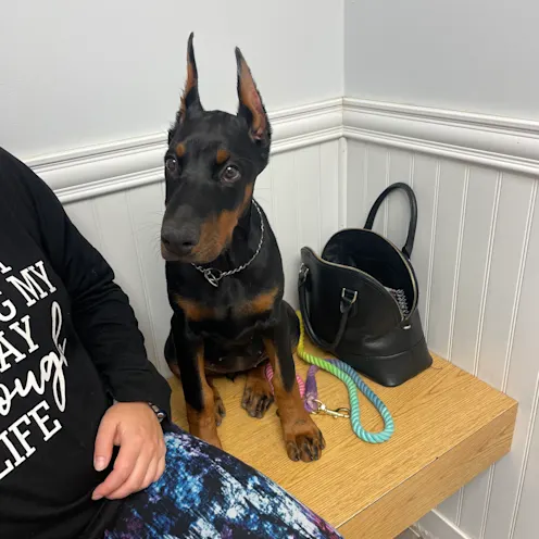 Dog Sitting on Bench at Ferry Farm Animal Clinic Dog Sitting on Bench at Ferry Farm Animal Clinic