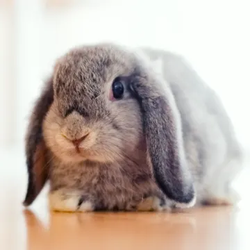 A small gray rabbit with floppy ears