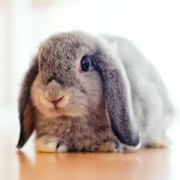 A small gray rabbit with floppy ears A small gray rabbit with floppy ears