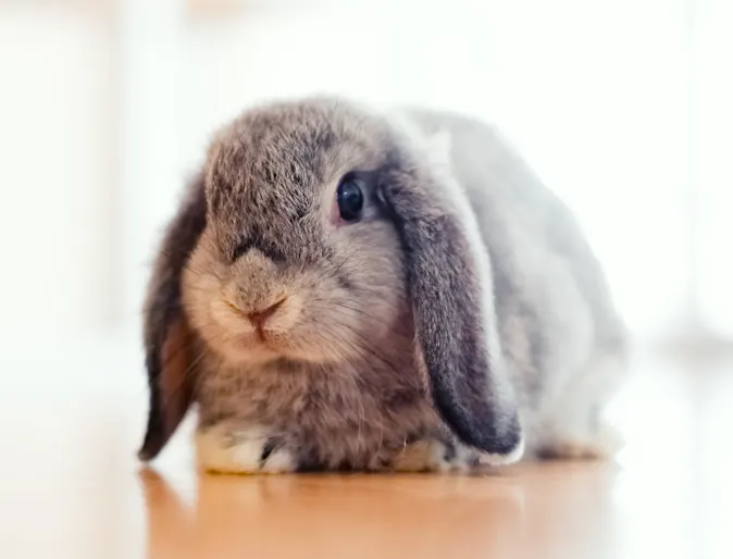 A small gray rabbit with floppy ears A small gray rabbit with floppy ears