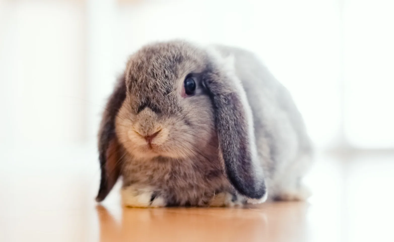 A small gray rabbit with floppy ears A small gray rabbit with floppy ears