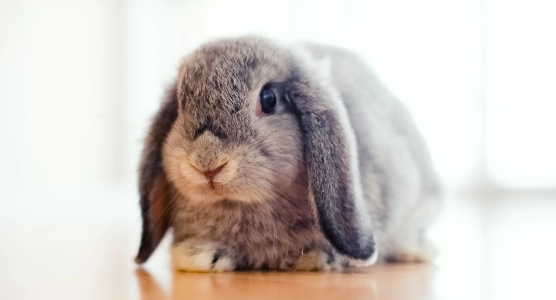 A small gray rabbit with floppy ears