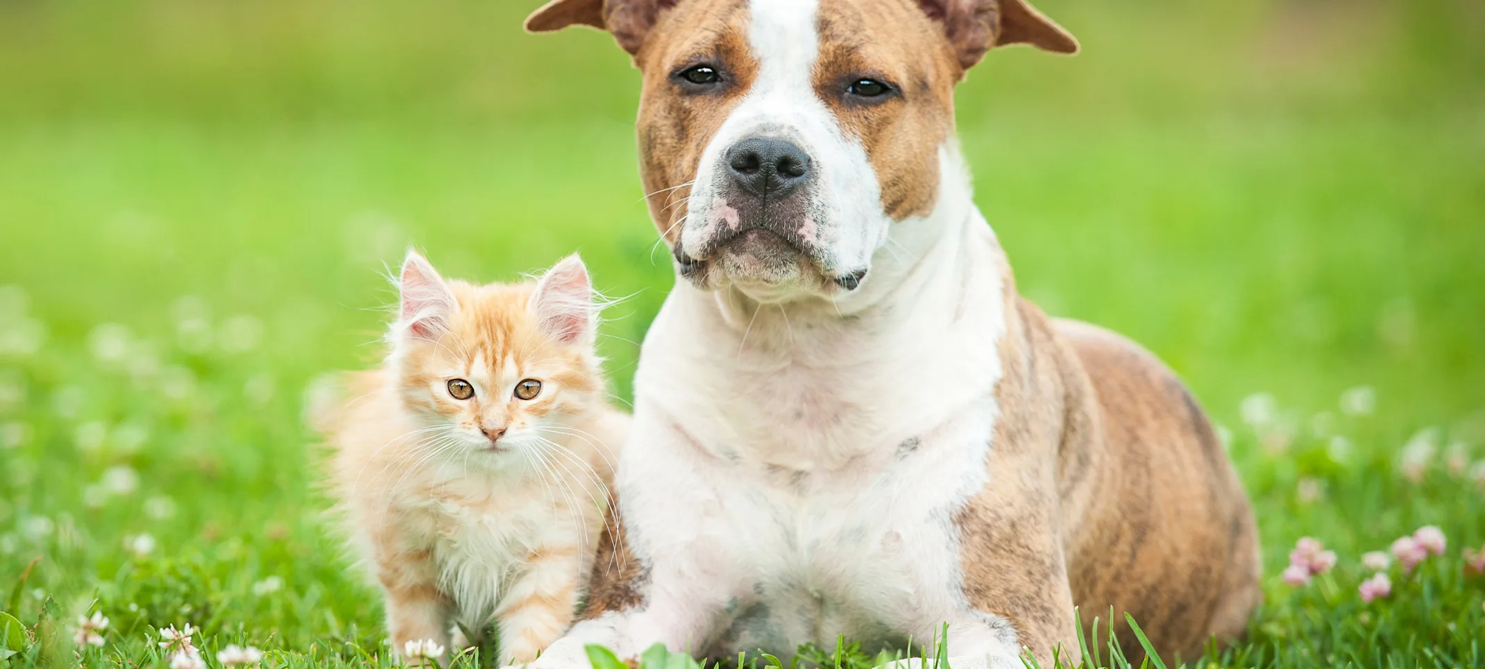 dog and cat laying in a field with flowers dog and cat laying in a field with flowers