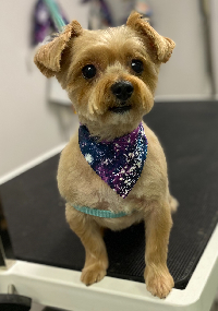 A small dog sitting on the grooming table