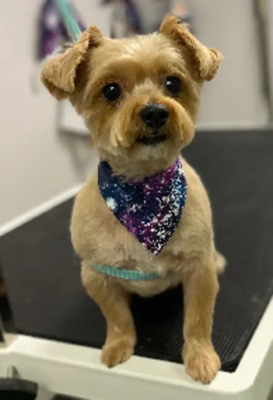 A small dog sitting on the grooming table A small dog sitting on the grooming table