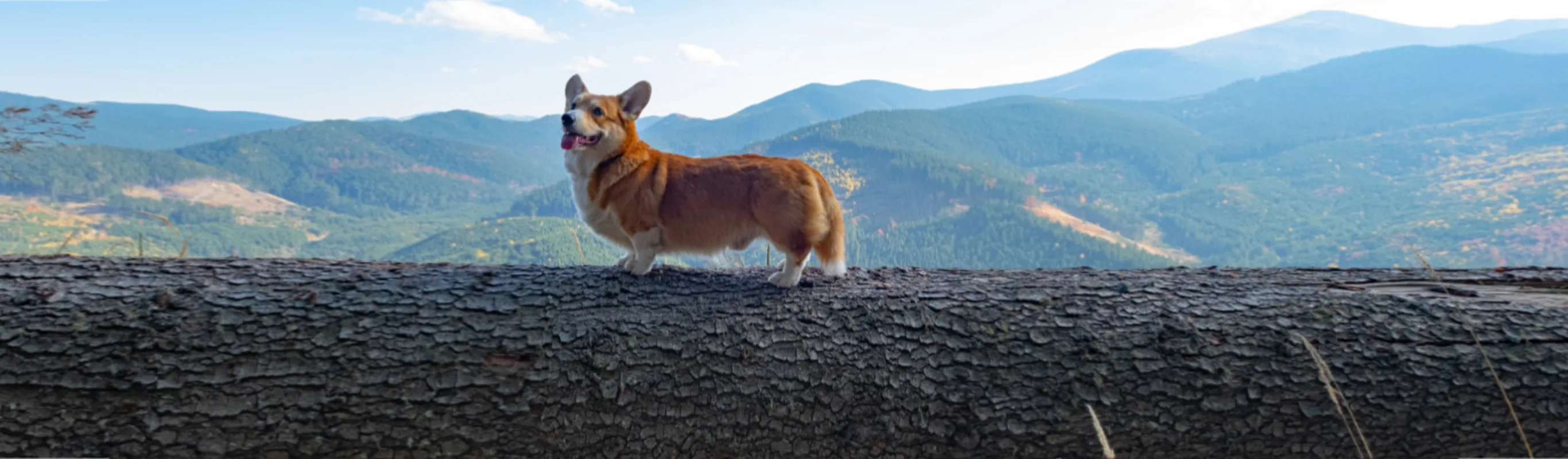 Corgi (Dog) Overlooking Blue Mountains Corgi (Dog) Overlooking Blue Mountains