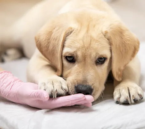 A Puppy, White Labrador Retreiver and getting looked at from a doctor on the floor after chemotherapy. A Puppy, White Labrador Retreiver and getting looked at from a doctor on the floor after chemotherapy.