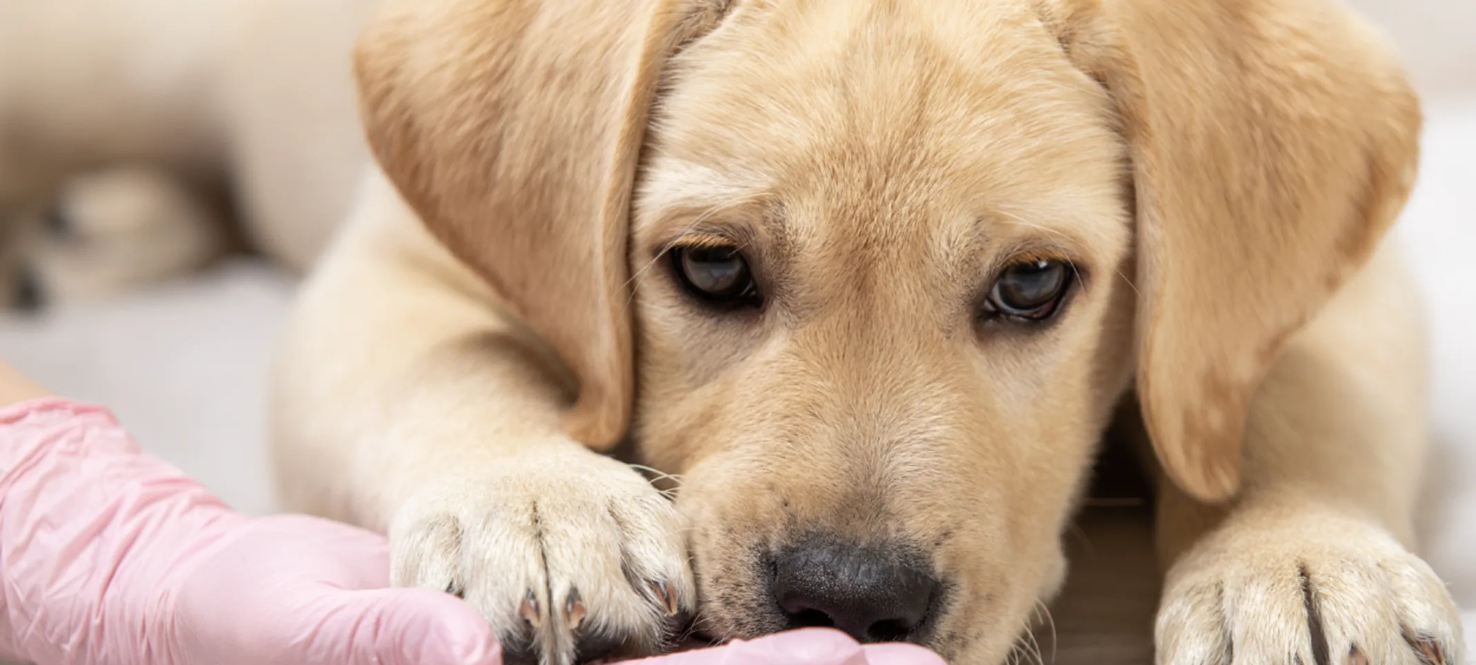 A Puppy, White Labrador Retreiver and getting looked at from a doctor on the floor after chemotherapy. A Puppy, White Labrador Retreiver and getting looked at from a doctor on the floor after chemotherapy.