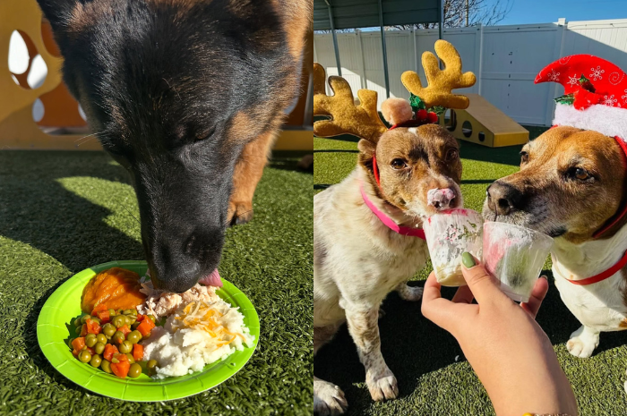 Dogs eat safe holiday treats while at PetSuites. 