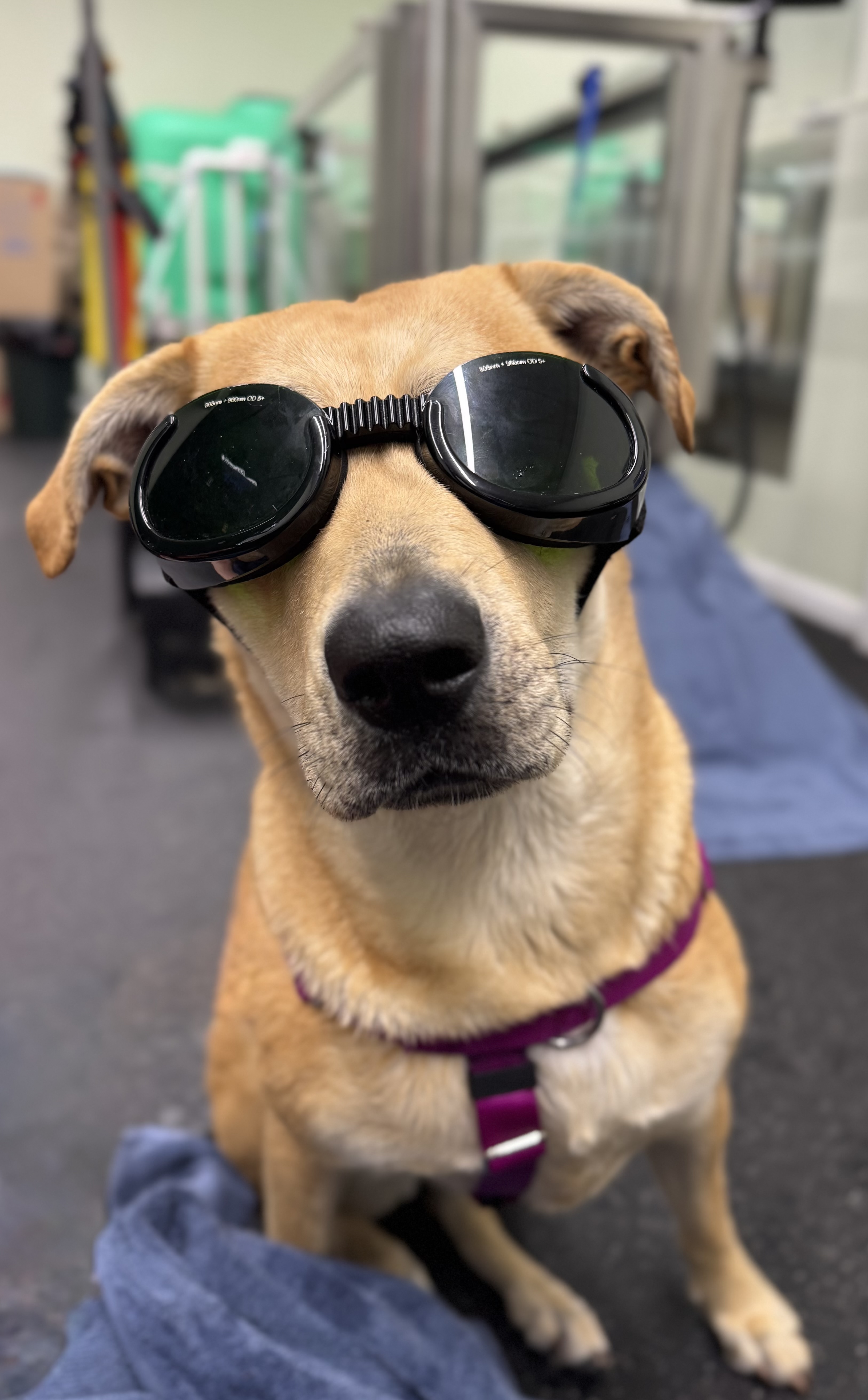 Large Tan Dog Wearing Goggles