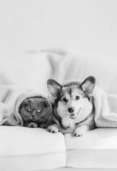 A dog and cat snuggled under blankets and sitting on a couch