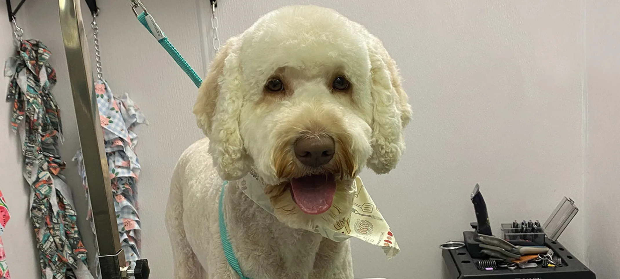 A white dog standing on a grooming table A white dog standing on a grooming table