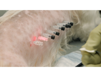 Laser Disc Ablation Preventing Intervertebral Disc Disease (IVDD