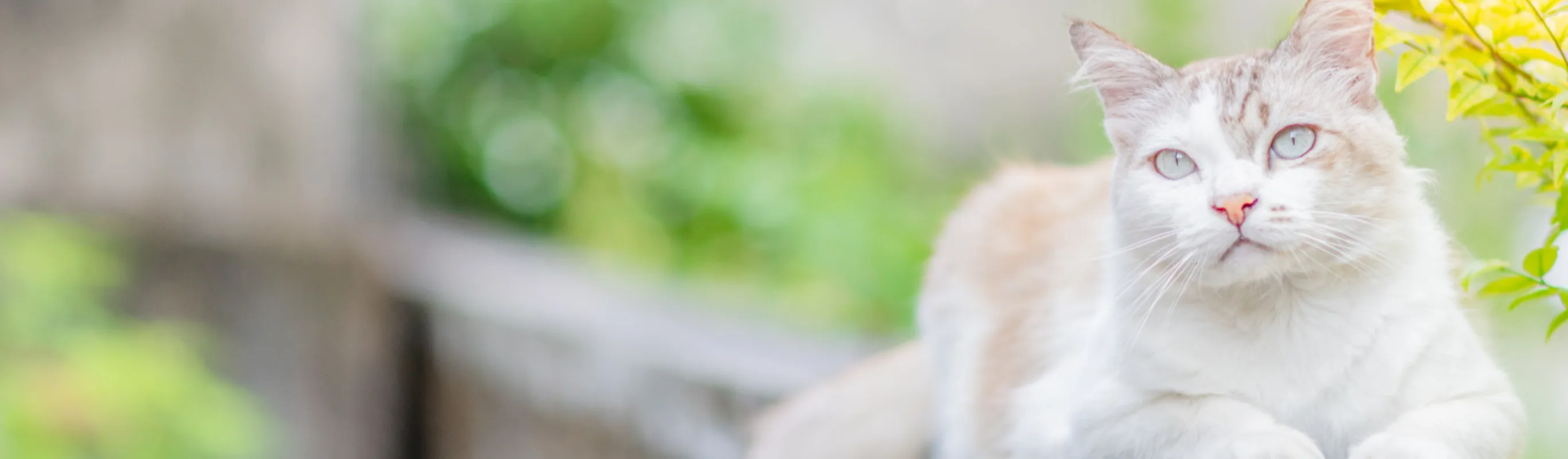 White Cat Lying on a Stone Wall White Cat Lying on a Stone Wall