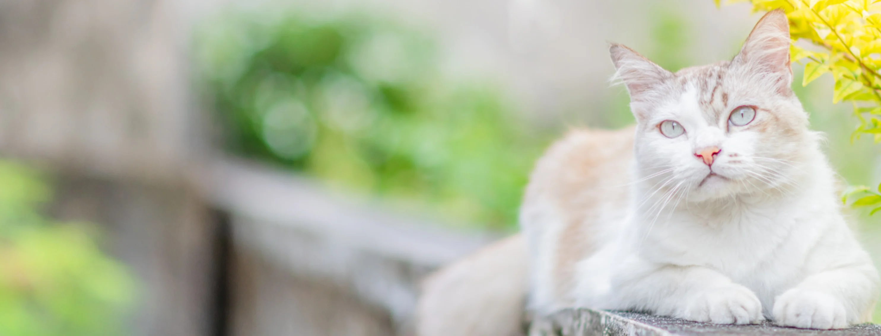 White Cat Lying on a Stone Wall