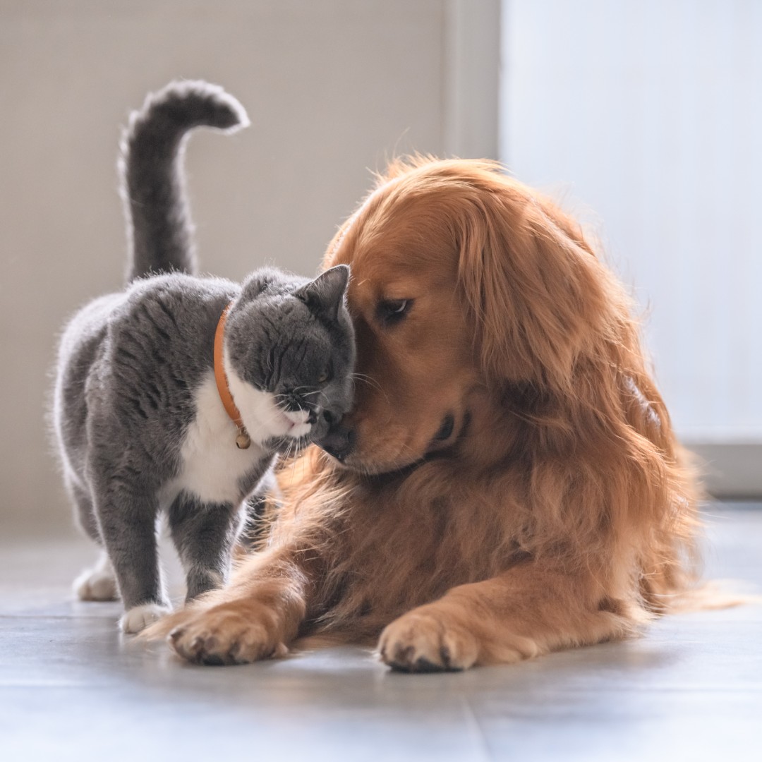 gray cat and golden retriever laying on floor and rubbing their noses together