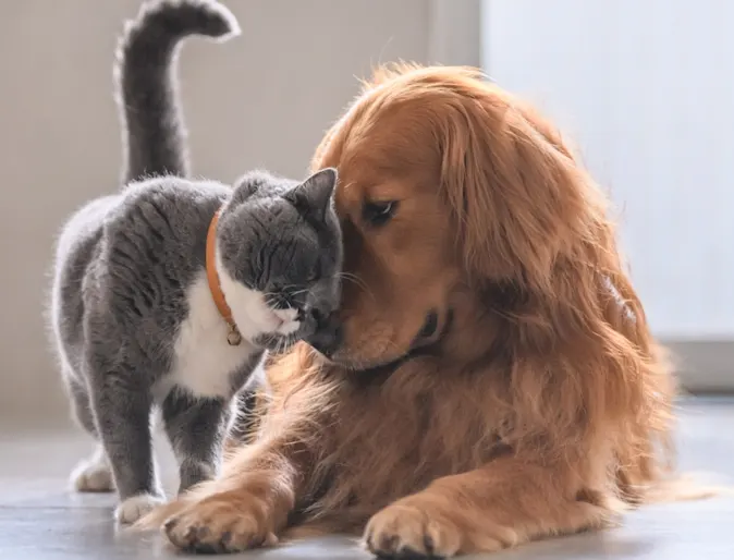 gray cat and golden retriever laying on floor and rubbing their noses together gray cat and golden retriever laying on floor and rubbing their noses together