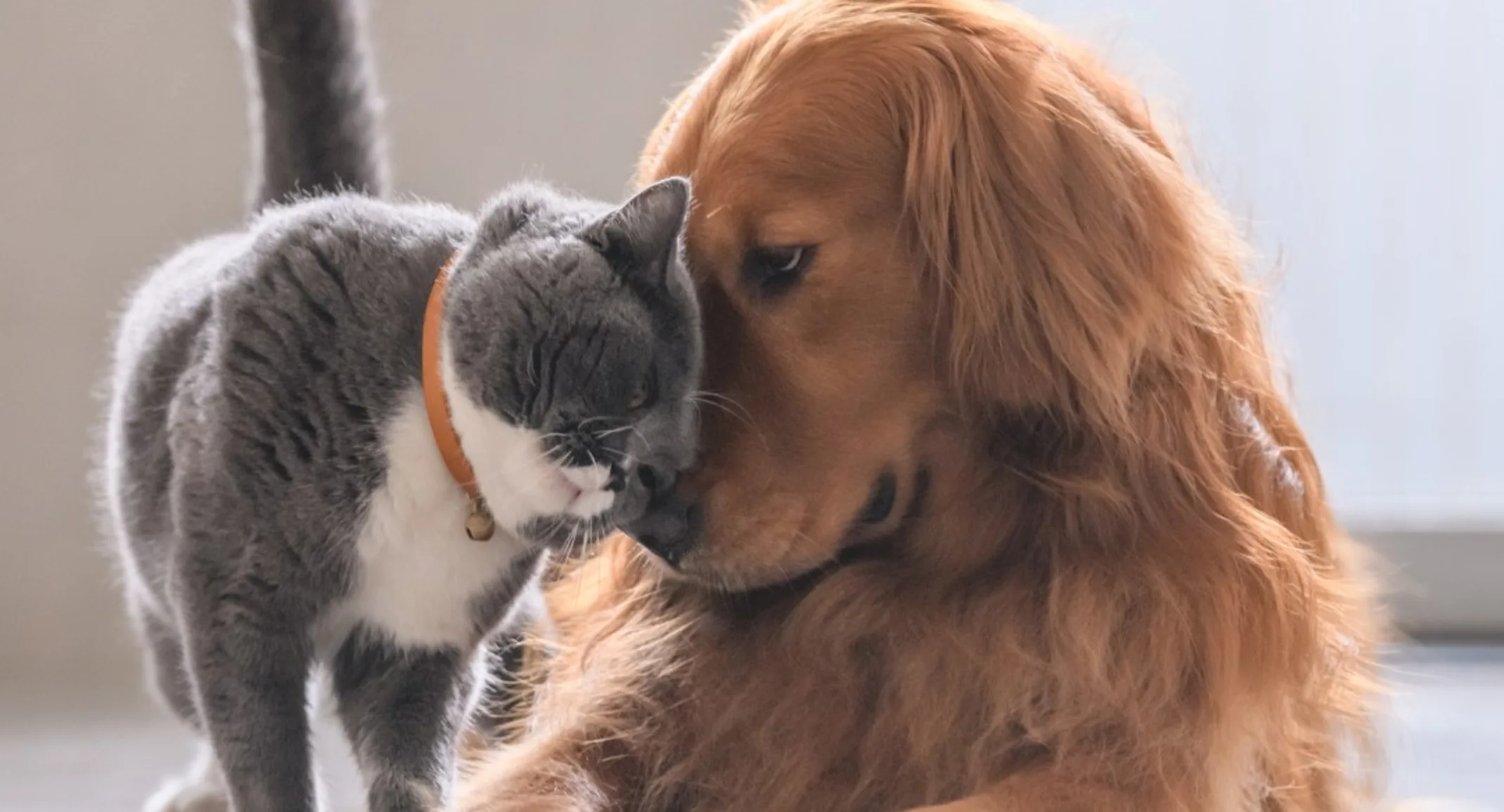 gray cat and golden retriever laying on floor and rubbing their noses together gray cat and golden retriever laying on floor and rubbing their noses together