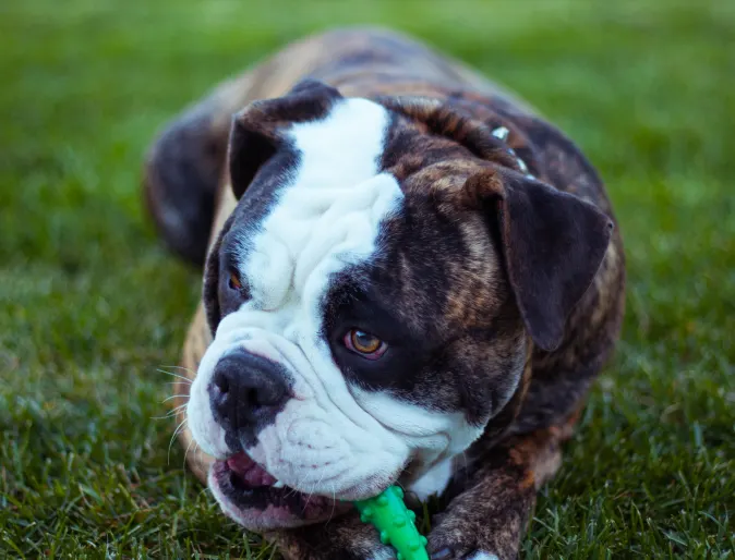 Dog chewing on toy while laying in the grass.