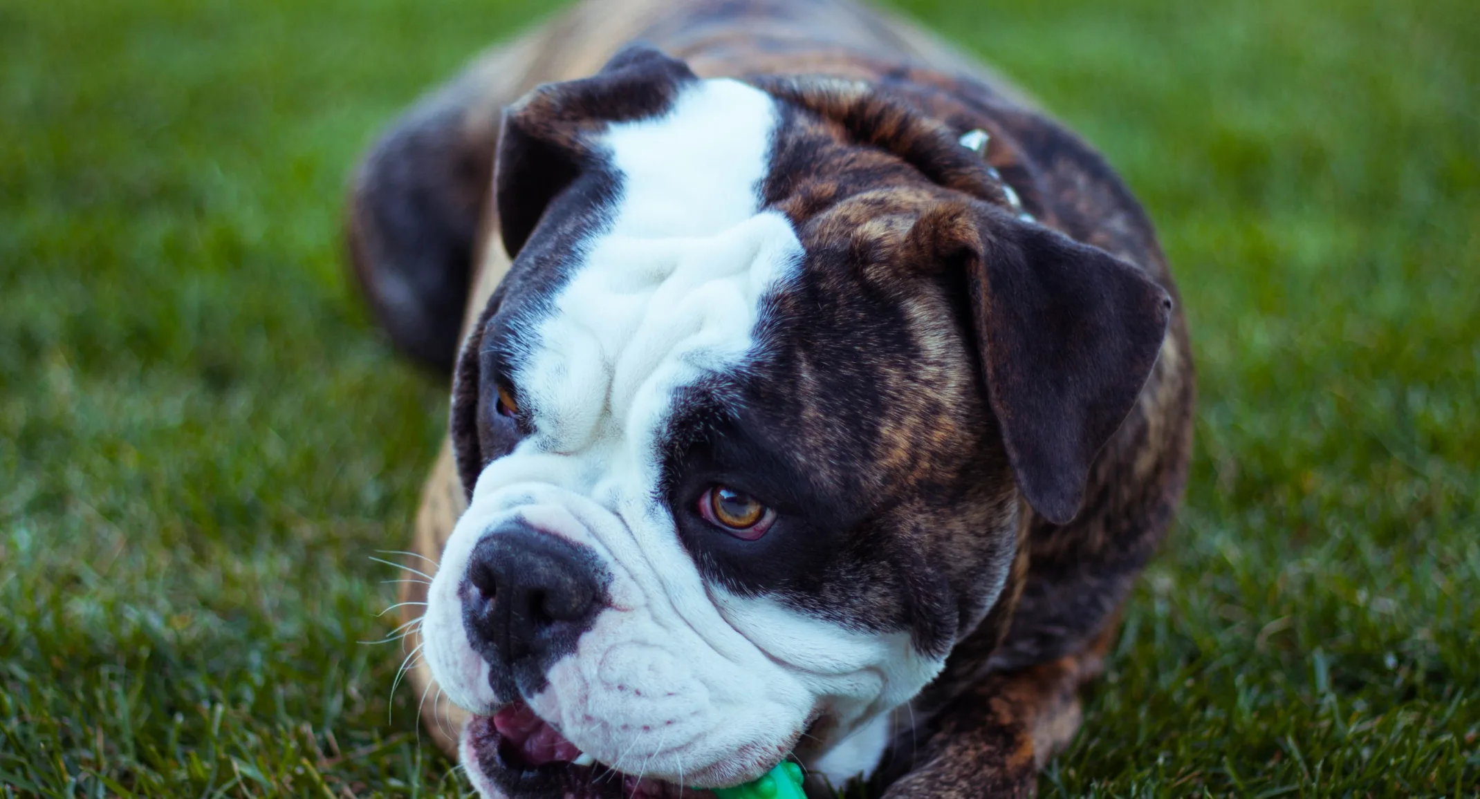 Dog chewing on toy while laying in the grass.