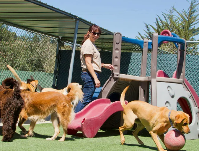 Dogs playing in boarding yard