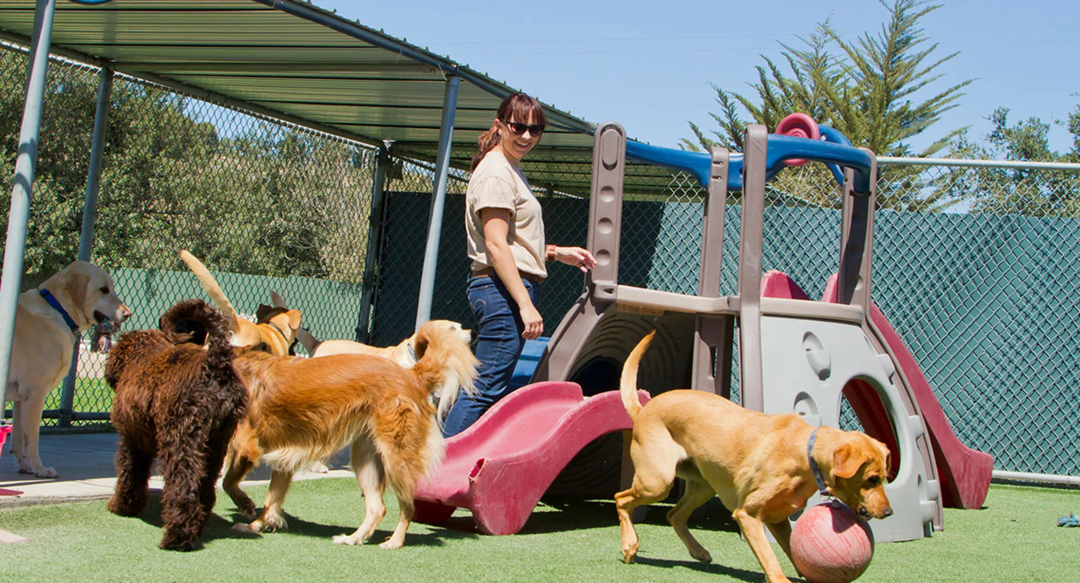 Dogs playing in boarding yard Dogs playing in boarding yard