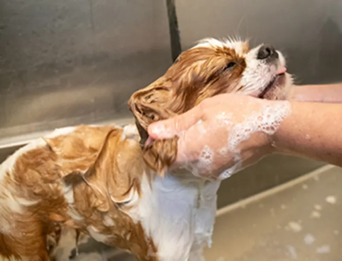 Dog being washed Dog being washed