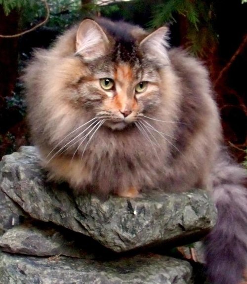 Fluffy cat outside on a rock staring in the distance