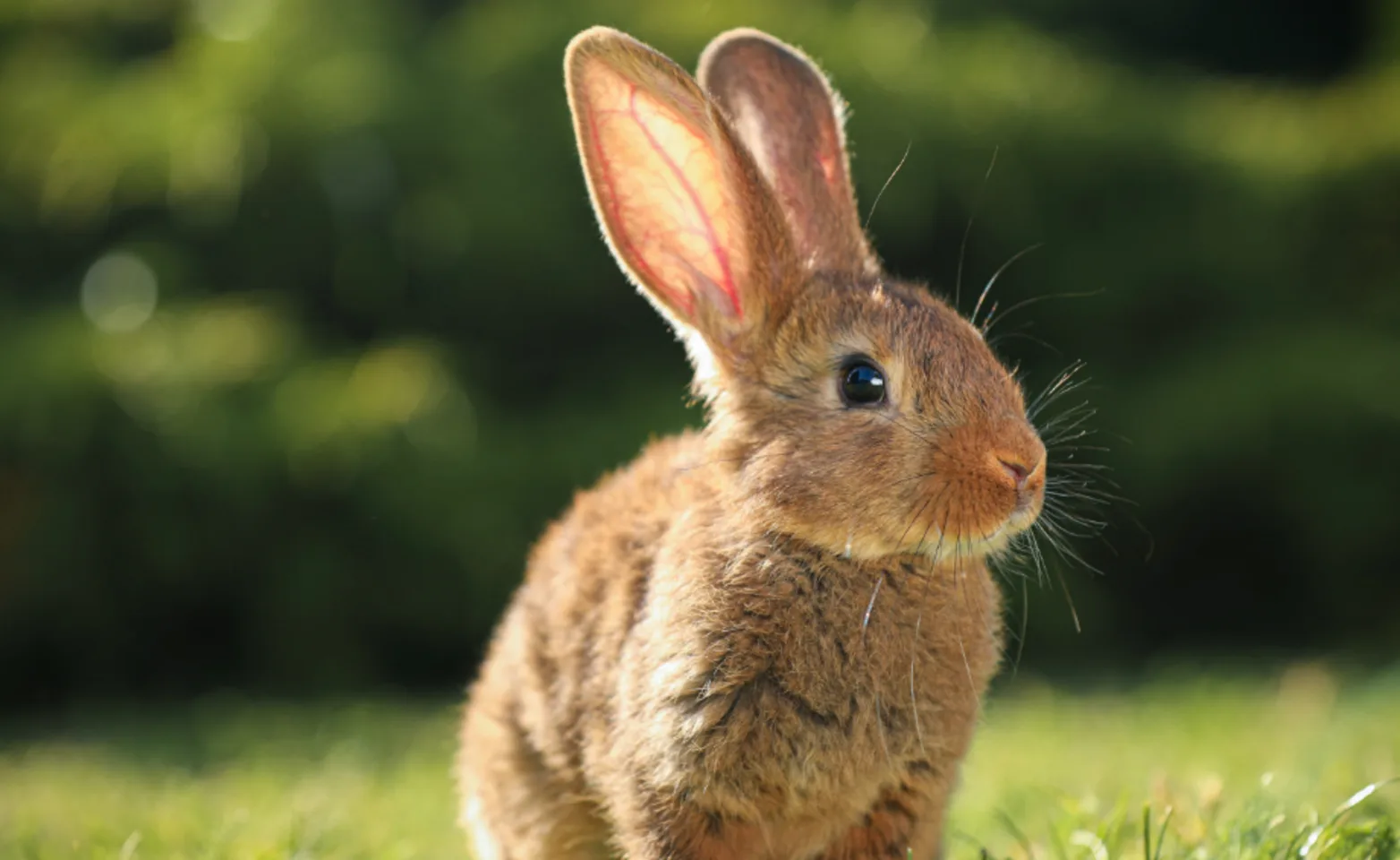 Bunny Sitting In Grass