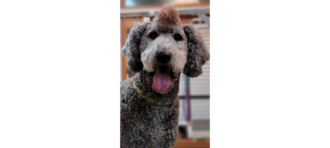 Groomed Poodle