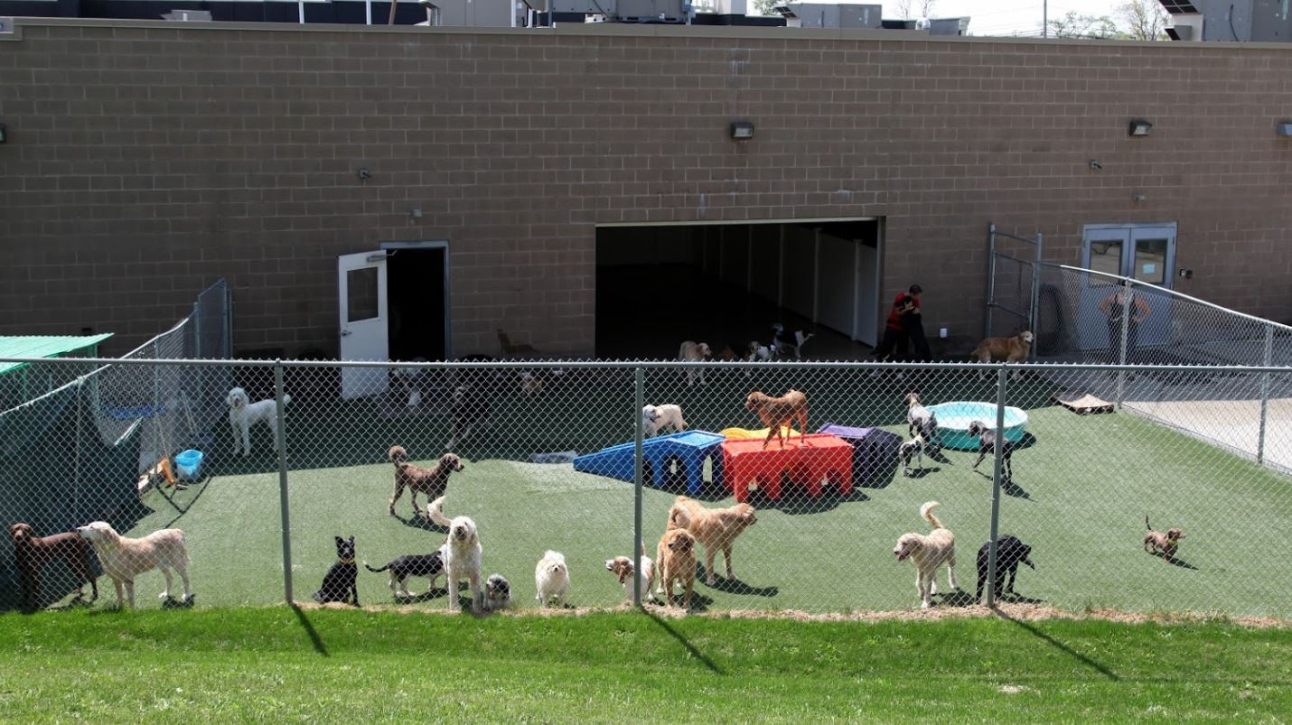 The Barkley Pet Hotel & Day Spa's Play Yard which is nicely gated with Pet Toys and Green Grass.