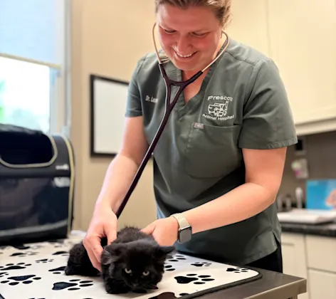 vet checking on kitten vet checking on kitten