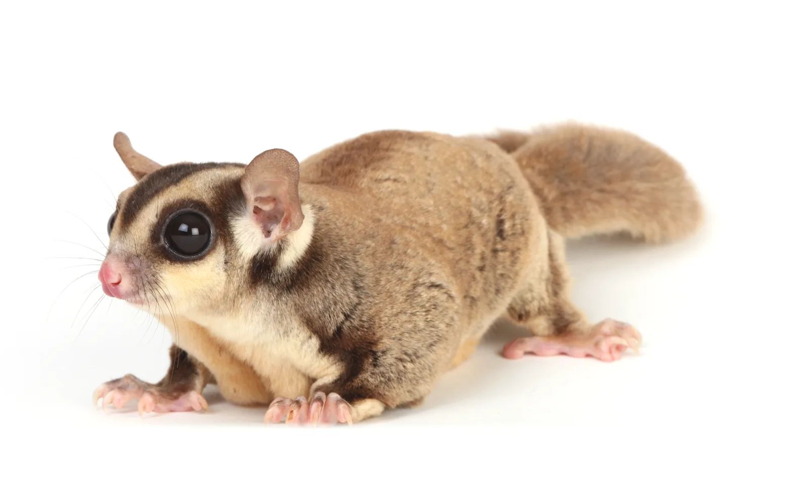 Sugar Glider Sugar Glider