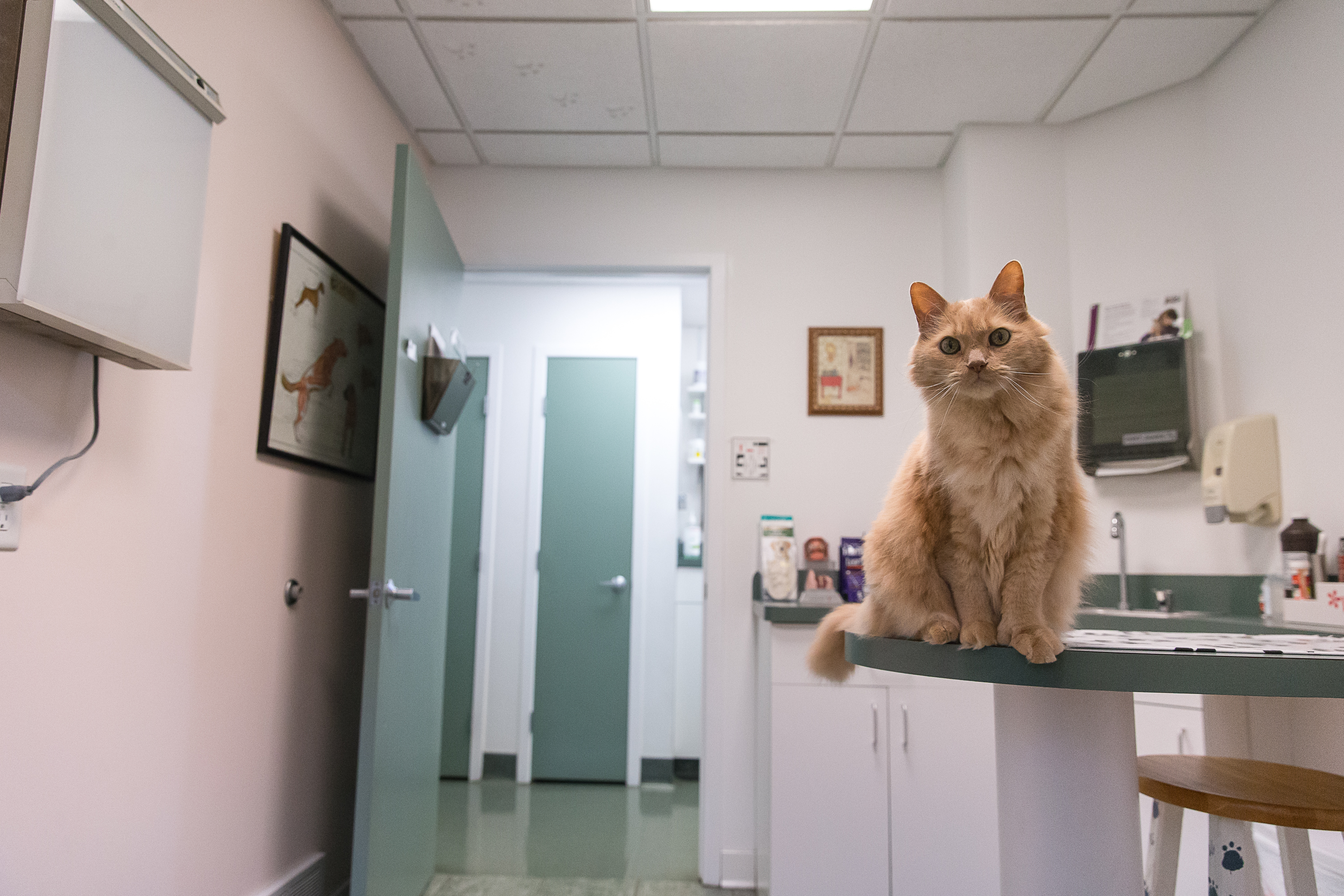 Haven Animal Hospital Exam Room where Glover the long haired orange cat is sitting on top of the exam table looking at you. 