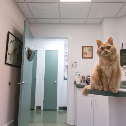 Haven Animal Hospital Exam Room where Glover the long haired orange cat is sitting on top of the exam table looking at you. 